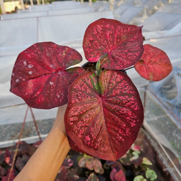 puhinlongkra (plant)