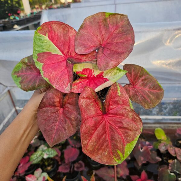 phet klangban (plant)