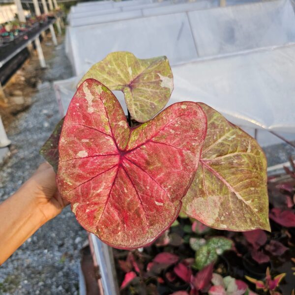 tongsiam (plant)