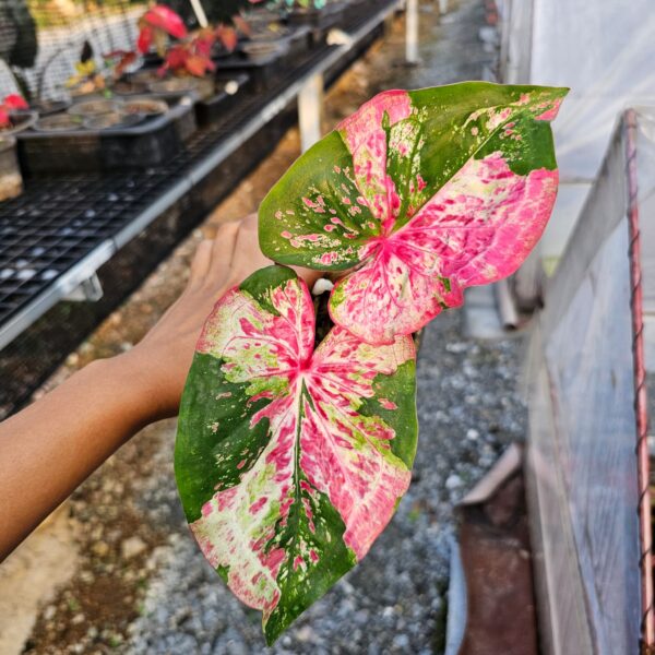 Asongkai (plant)