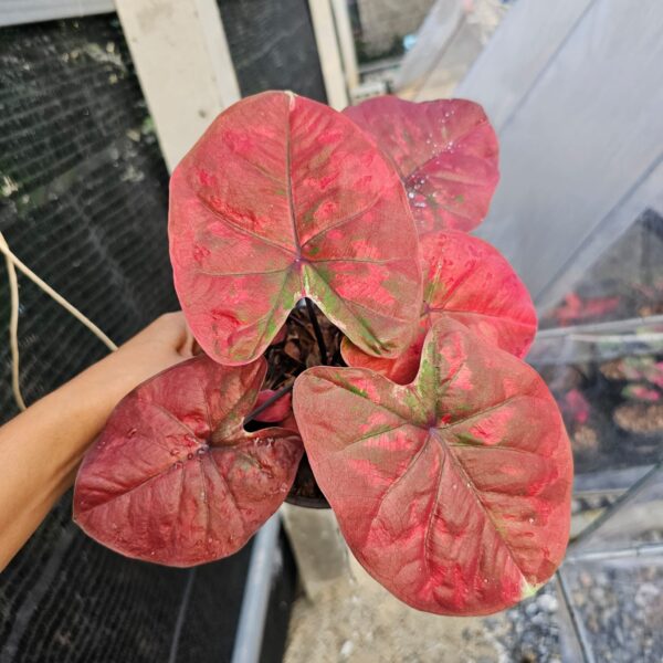 brownies (plant)