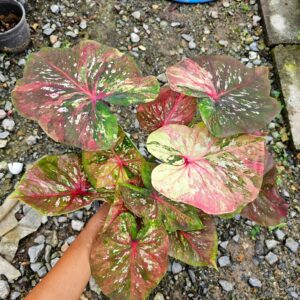 saonakonsai sri (bulb)