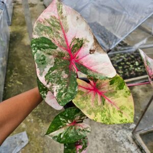 white pastel (bulb) out of stock