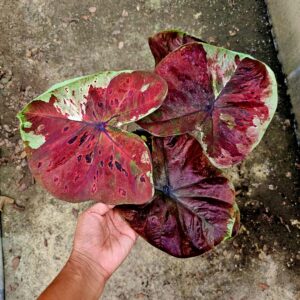 chocolate frost (bulb)