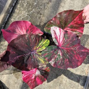 Pink  rattanamontra (bulb)