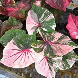 white rattanamontra (bulb) out of stock