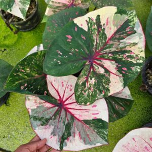 White destiny (bulb)