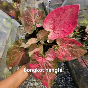 Bongkot nangfa  (Bulb)