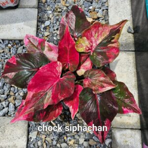 chocksiphachan  (Bulb)