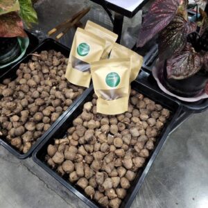 mix variety of bulb 1 set have 10 bulb  (No identify variety)