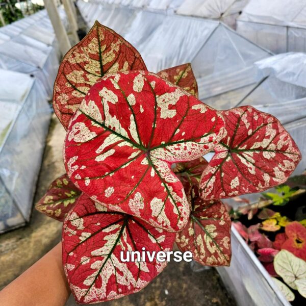 universe (Bulb) have only S size bulb