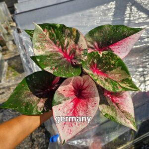 germany (Bulb)