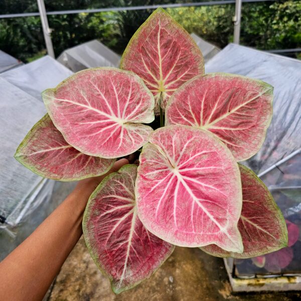 bua hima  (Bulb)