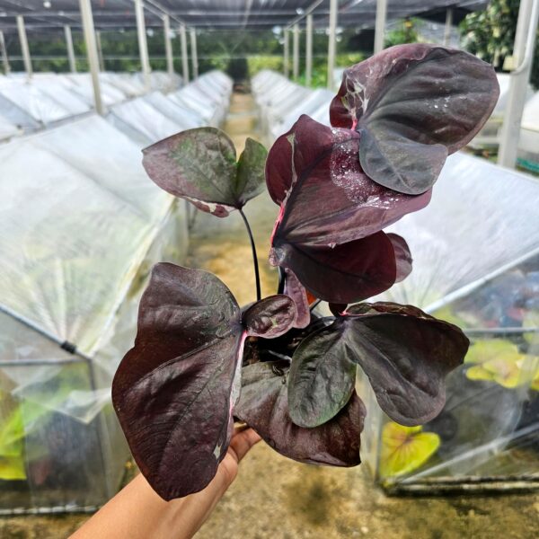 black butterfly  (Bulb)