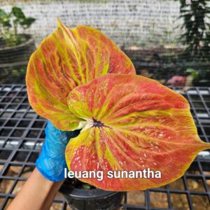 leuang sunantha  (Bulb)