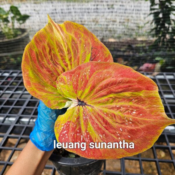 leuang sunantha  (Bulb)