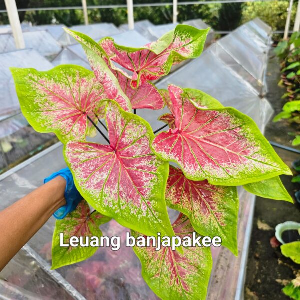 leuang banjapakee  (Bulb)