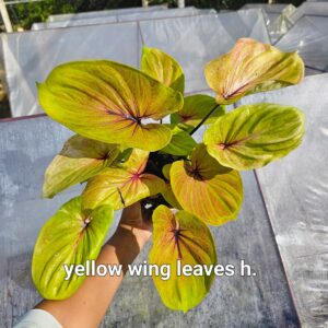 yellow wing leaves H.