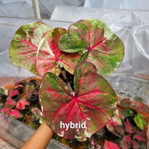 hybrid  (Bulb)