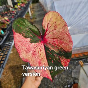 Tawasuriyan green version (Bulb)
