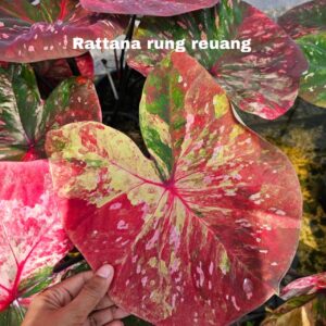 Rattana rung reuang (Bulb)