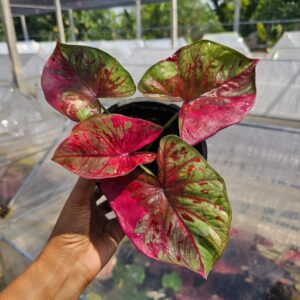 korakot kristsana (bulb)