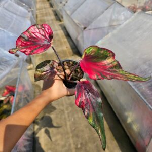 red spear hybrid (bulb)