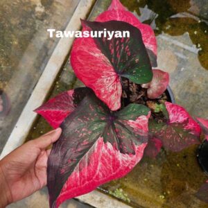 Tawasuriyan (bulb)