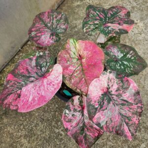 pink saonakon chisri (bulb)