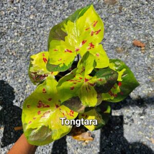 Tongtara 600 baht or 20 USD or 17.5 EUR