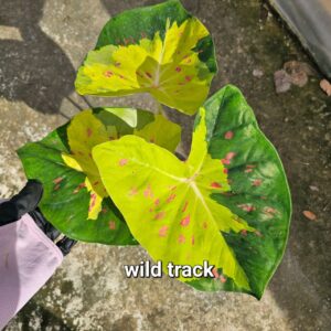 wild track 500 baht or 15 USD or 14.5 EUR