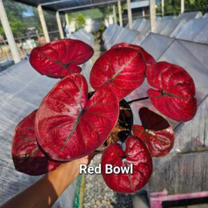 red bowl 500 baht or 15 USD or 14.5 EUR