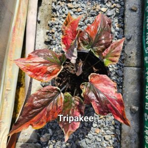 tripakee 500 baht or 15 USD or 14.5 EUR