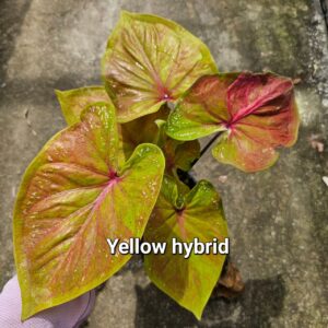 yellow hybrid 500 baht or 15 USD or 14.5 EUR