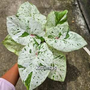 kittimas 500 baht or 15 USD or 14.5 EUR