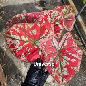 Universe 500 baht or 15 USD or 14.5 EUR