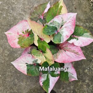 mafaluang 500 baht or 15 USD or 14.5 EUR
