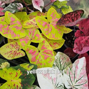 yellow with pink dot 500 baht or 15 USD or 14.5 EUR