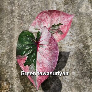 green tawasuriyan 500 baht or 15 USD or 14.5 EUR