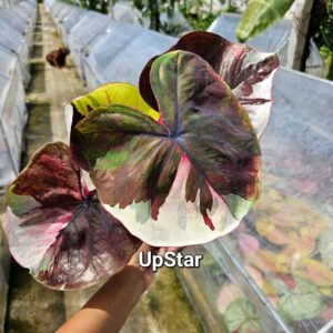 Upstar 5000 baht or 170 USD or 143 EUR