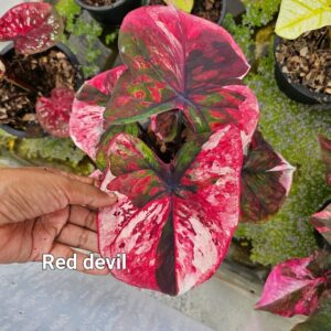 red devil 600 baht or 20 USD or 17.5 EUR
