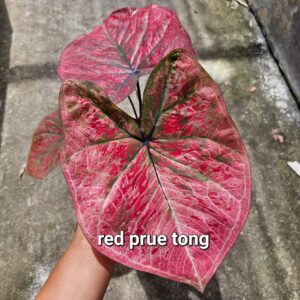 Red pruetong 500 baht or 15 USD or 14.5 EUR