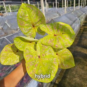 hybrid 500 baht or 15 USD or 14.5 EUR