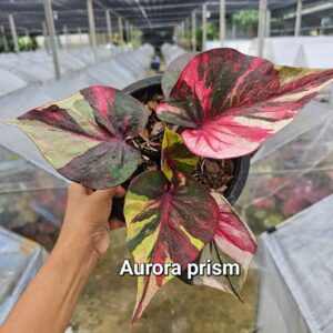 Aurora prism 5000 baht or 170 USD or 143 EUR