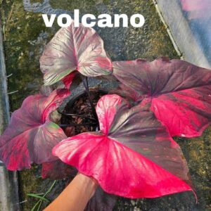 Volcano 500 baht or 15 USD or 14.5 EUR