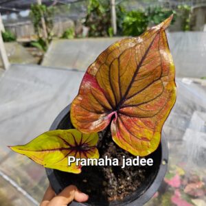 Pramaha jadee 600 baht or 20 USD or 17.5 EUR