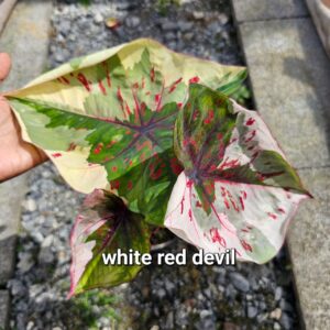 white red devil 1000 baht or 30 USD or 29 EUR