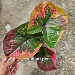 Jao janpen 500 baht or 15 USD or 14.5 EUR