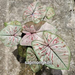 Sapmongkon 500 baht or 15 USD or 14.5 EUR