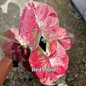 Red stone 500 baht or 15 USD or 14.5 EUR